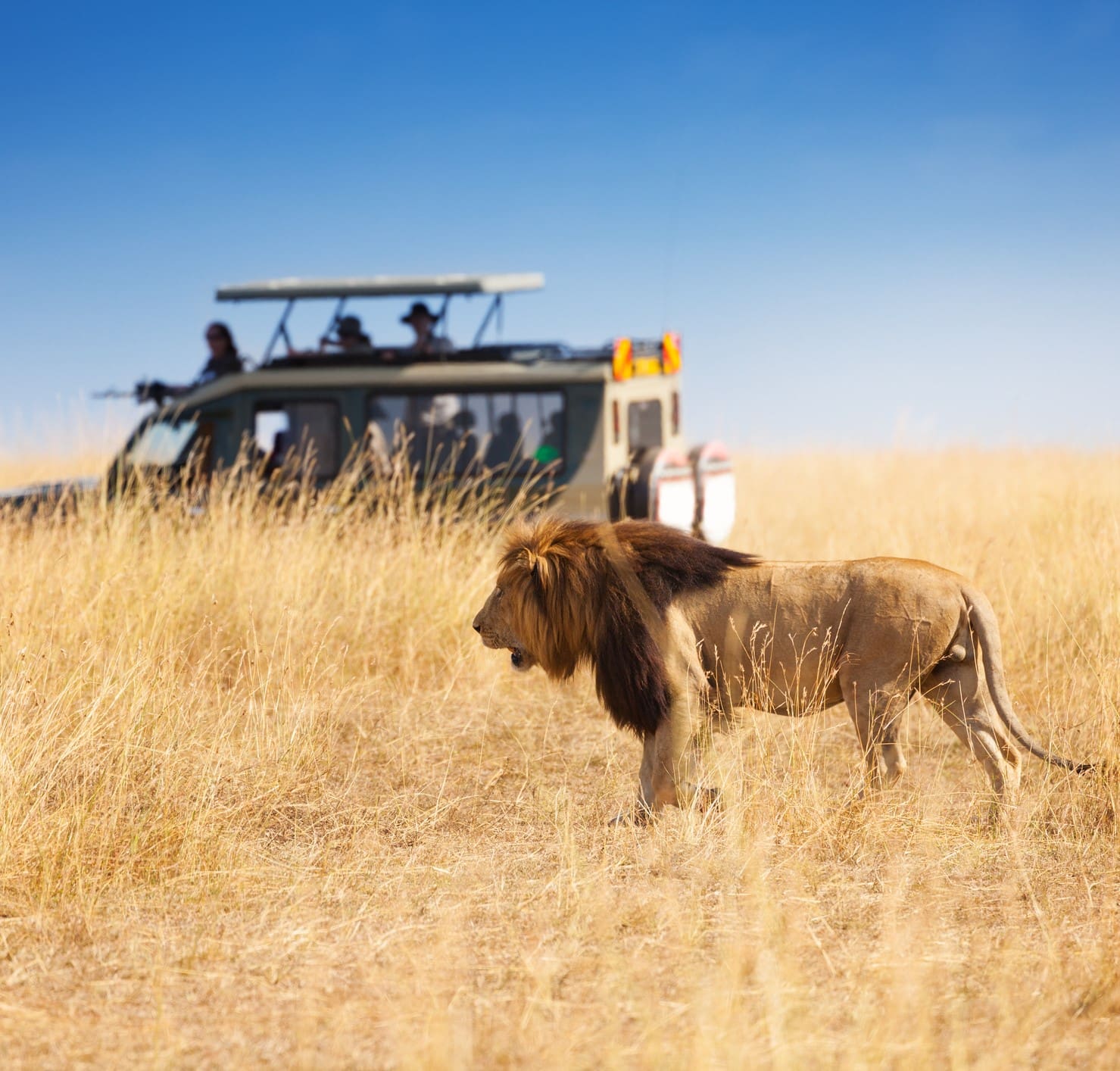portrait-of-beautiful-big-lion-at-safari-park-809755301